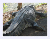 Click to enlarge monster croc3