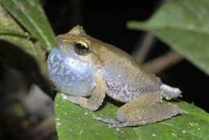 Click to enlarge new species