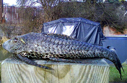 Armored fish