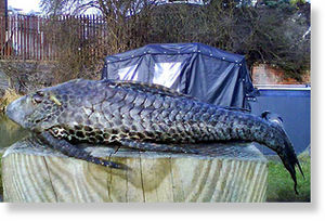 Armored fish