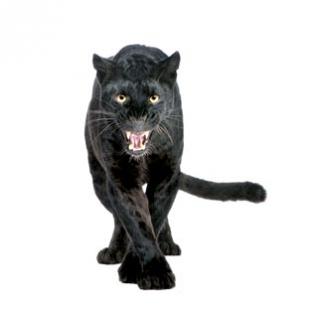 Panther
