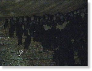 Bats