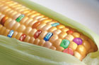 OpEd corn