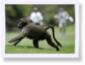 Baboon running