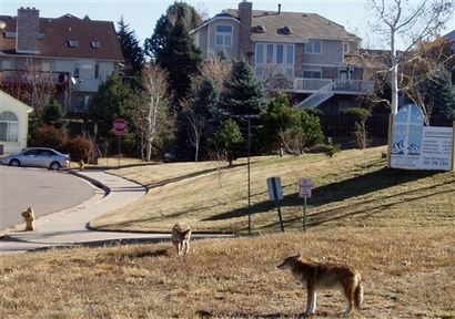 urban coyotes