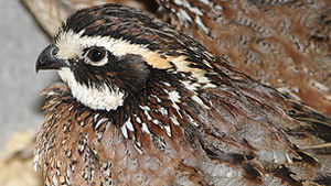 Click to enlarge bobwhite quail