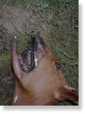 Mutilated calf