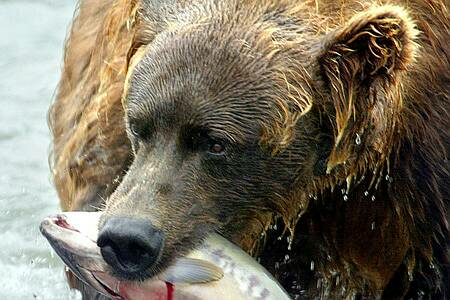 Bear