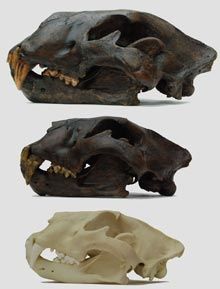 Click to enlarge big cats