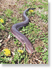 Click to enlarge Largest salamander