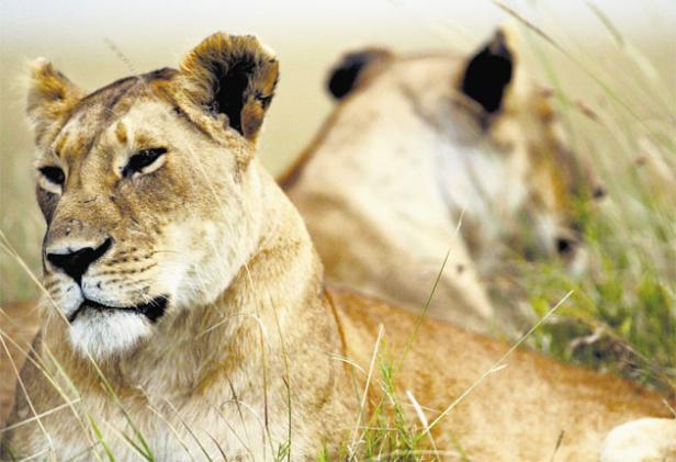 Kenyan lions