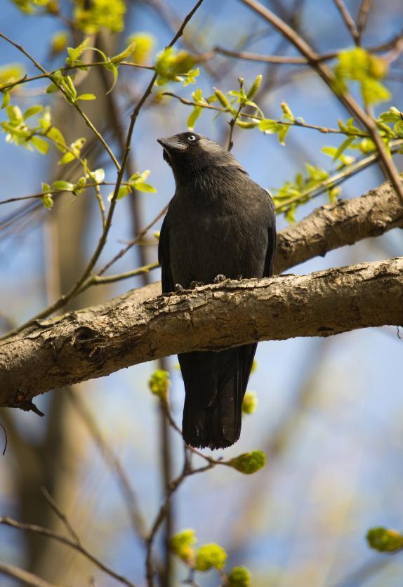 Click to enlarge jackdaw