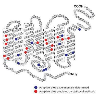 Click to enlarge bovine rhodopsin protein