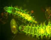 Click to enlarge green bioluminesence