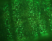 Click to enlarge green bioluminescence.