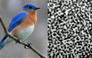 Click to enlarge bluebird /beer foam