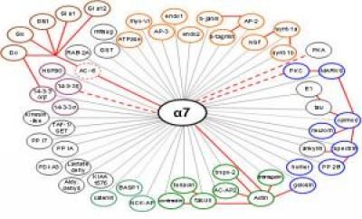 nicotine & alpha-7 receptor binding