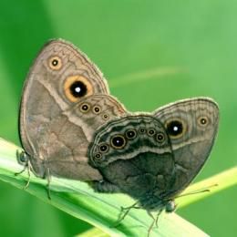 Click to enlarge butterflies