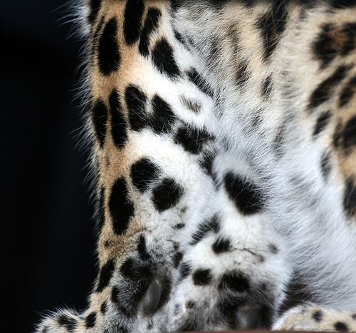 Click to enlarge Amur Leopard