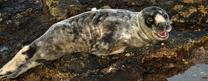 seal