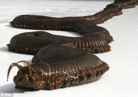 Click to enlarge Giant sea worm