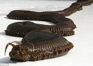 Giant sea worm