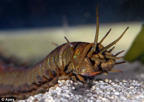 Close up of giant sea worm