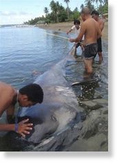 Megamouth shark - Philippines