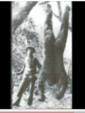 Click to enlarge Bigfoot or gorilla