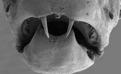 Click to enlarge dracula fish 1