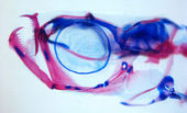 Click to enlarge dracula fish 2