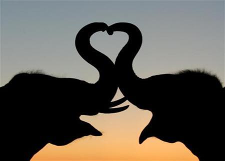 Click to enlarge Elephants in love