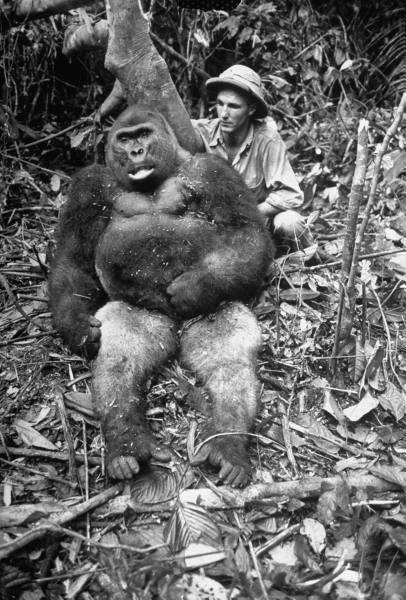 Click to enlarge Dead Gorilla I