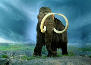 Click to enlarge Mammoth