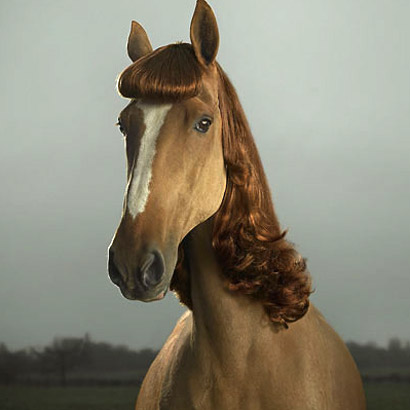 Horse with styled mane