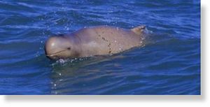 Snubfin dolphin