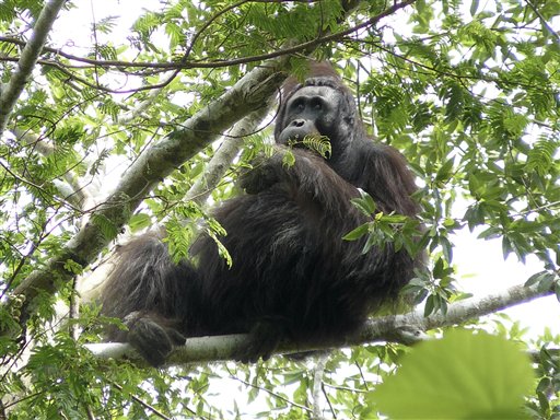 Black Orangutan