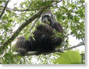 Click to enlarge Black Orangutan