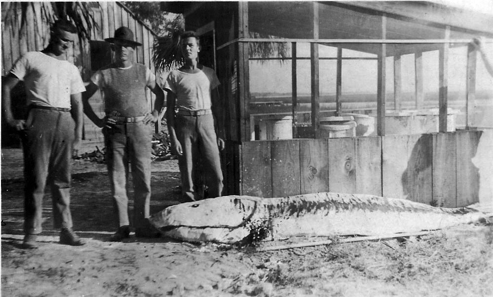 Click to enlarge Mystery fish II
