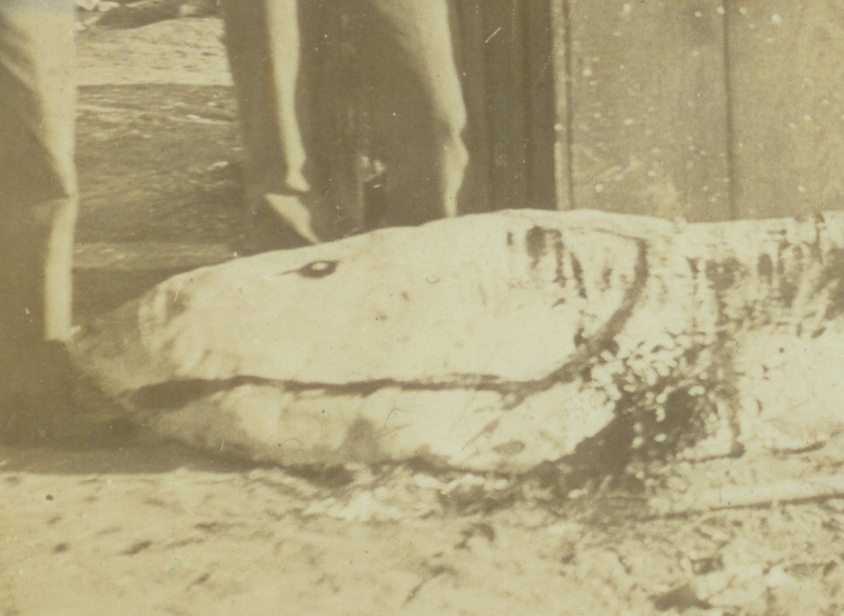 Click to enlarge Mystery fishhead close up