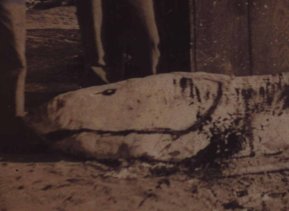 Click to enlarge Mystery fishhead II
