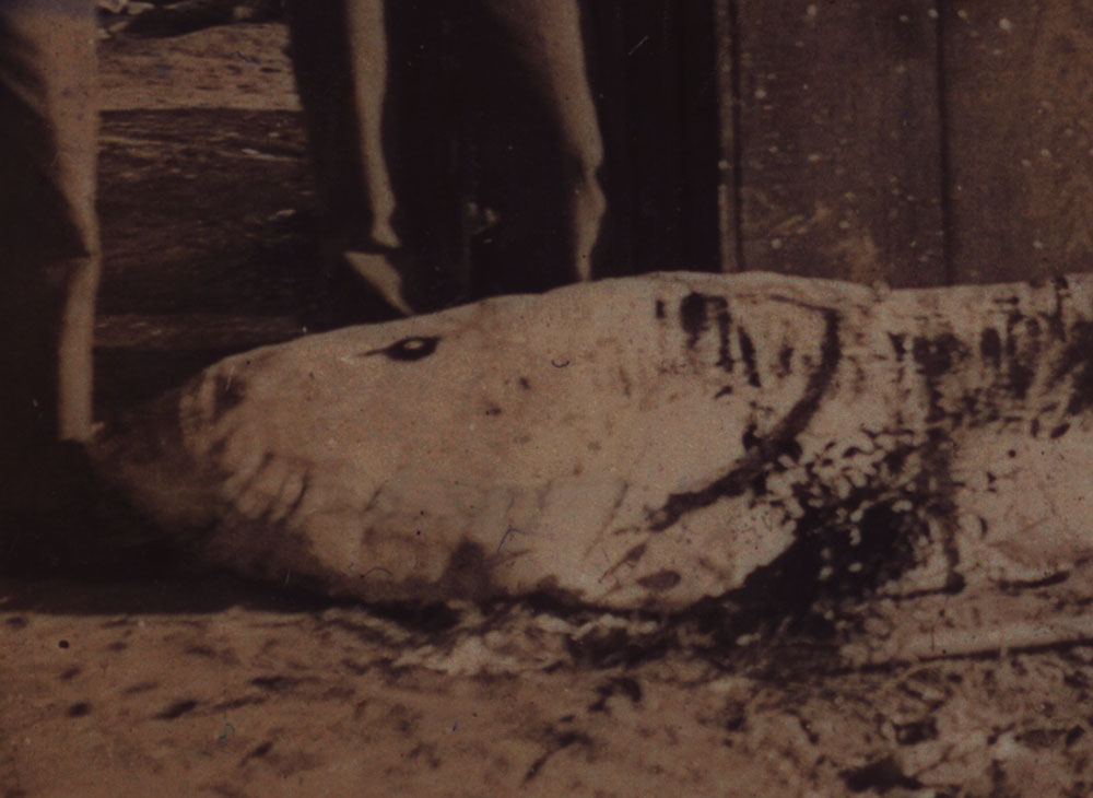 Click to enlarge Mystery fishhead III