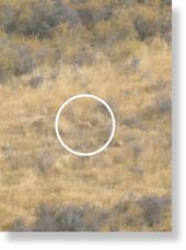 Click to enlarge New Zealand mystery animal