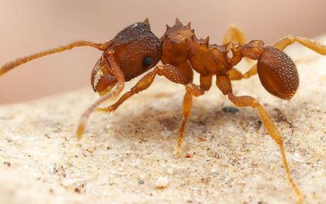 female ant