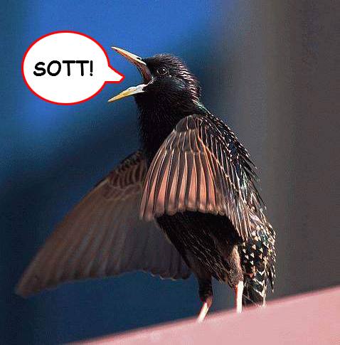 Click to enlarge sott_1