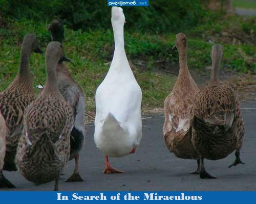 Click to enlarge In Search of the Miraculous