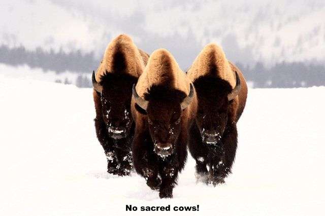 Click to enlarge no_sacred_cows