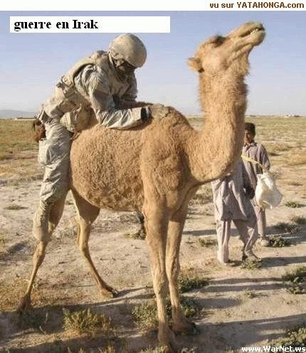 Click to enlarge terror_iraq