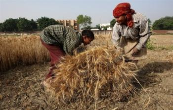 Click to enlarge Indian Farmers