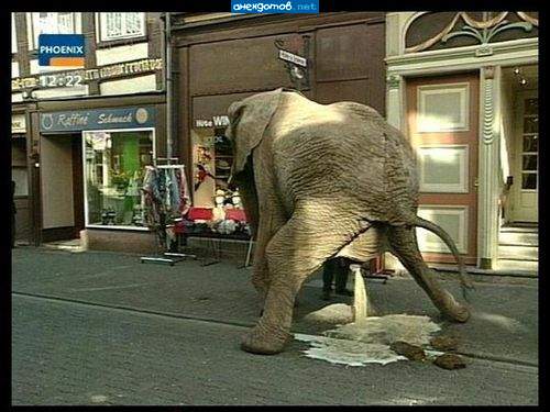 Click to enlarge reuter's_elephant